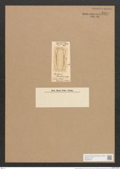 Amphiprora thwaitesiana Grev. (de-Toni-Nr.: Genus 29, Species 1359) Zeichnungen Sammlung Grunow Nr. 2578 (NHMW-BOT-W0369763)